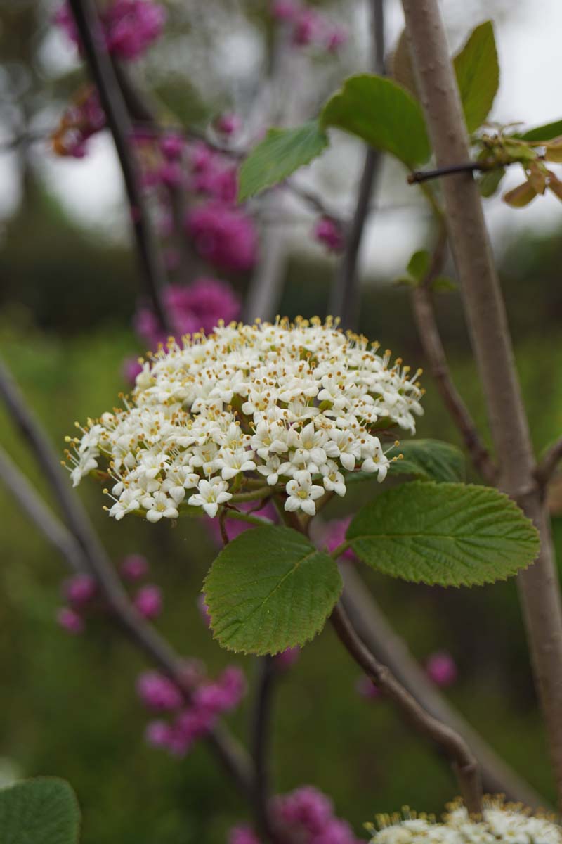 Viburnum lantana