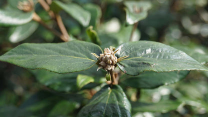 Viburnum burkwoodii blad