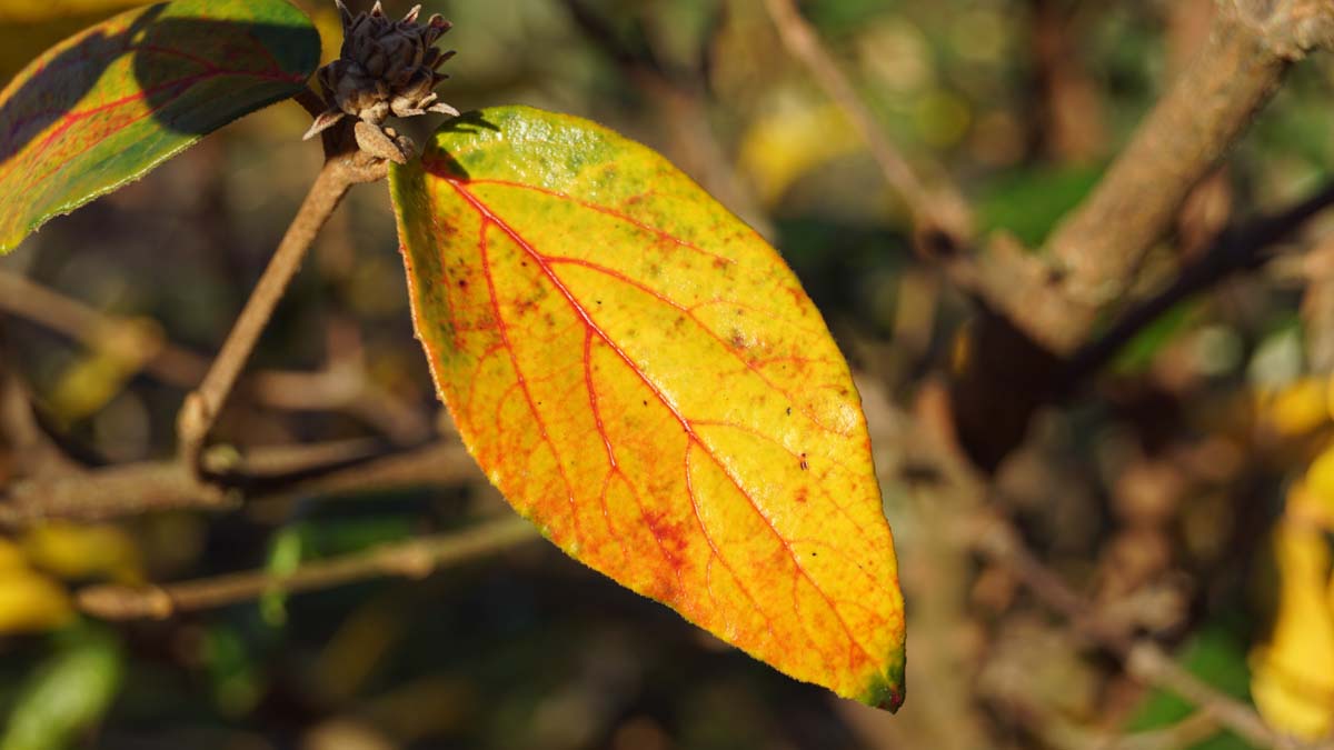 Viburnum burkwoodii herfstkleur