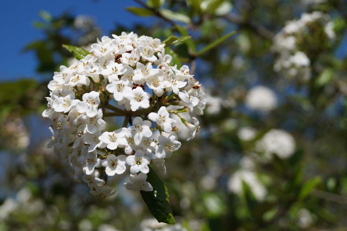 Viburnum burkwoodii bloem