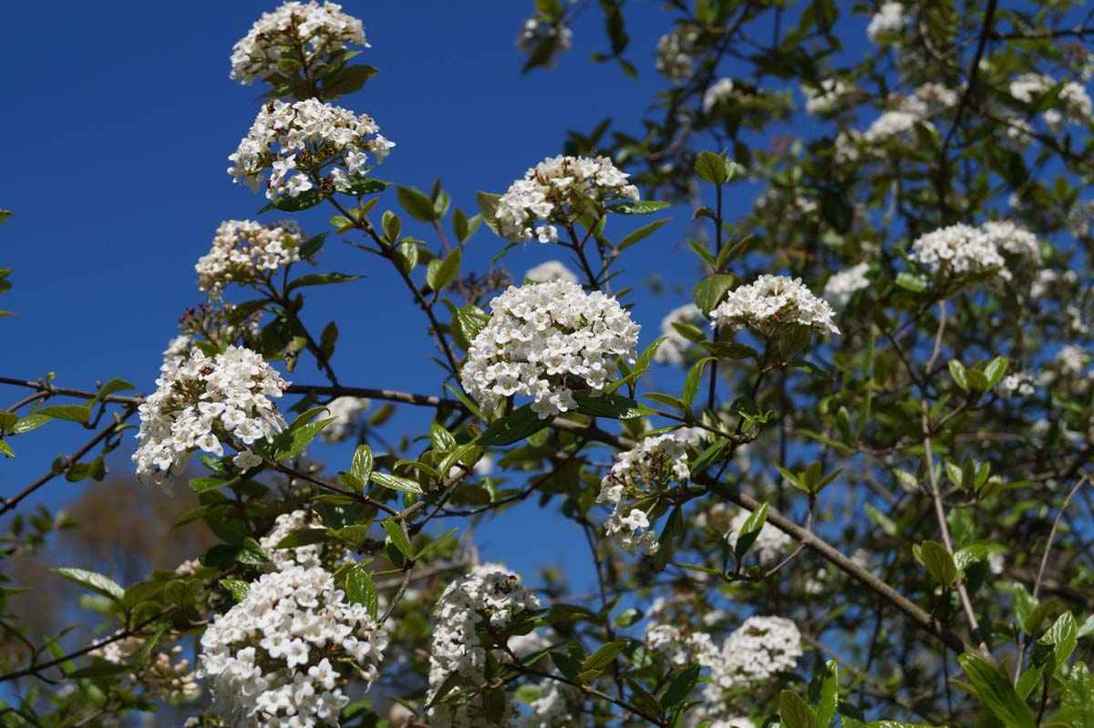 Viburnum burkwoodii bloesem