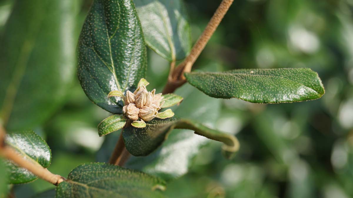 Viburnum burkwoodii meerstammig / struik blad