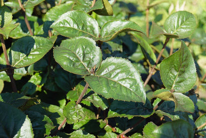 Viburnum carlesii