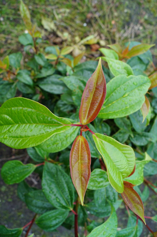 Viburnum cinnamomifolium meerstammig / struik