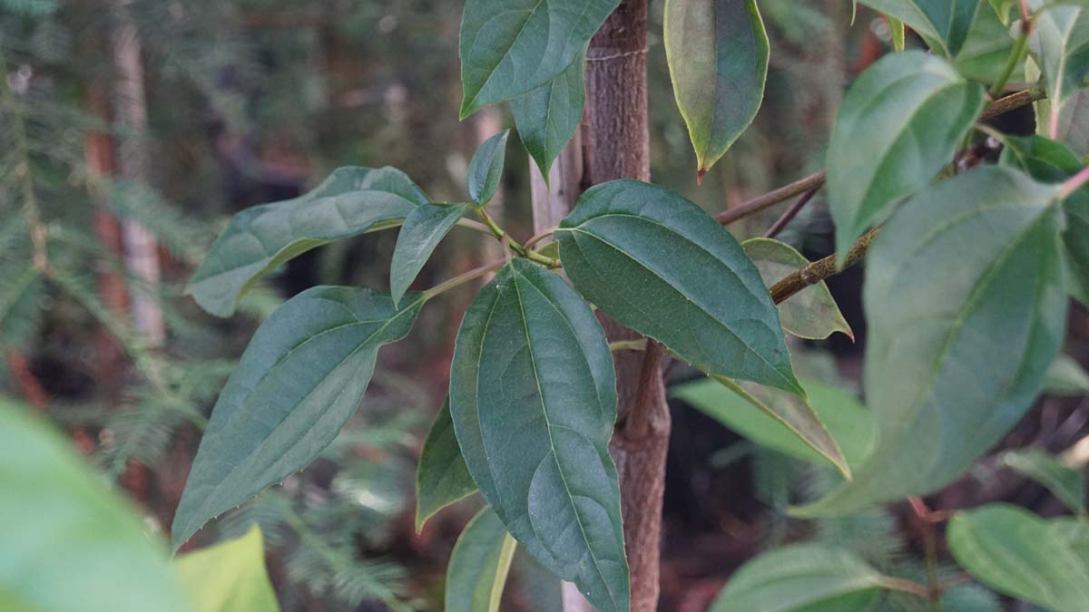 Viburnum cinnamomifolium op stam