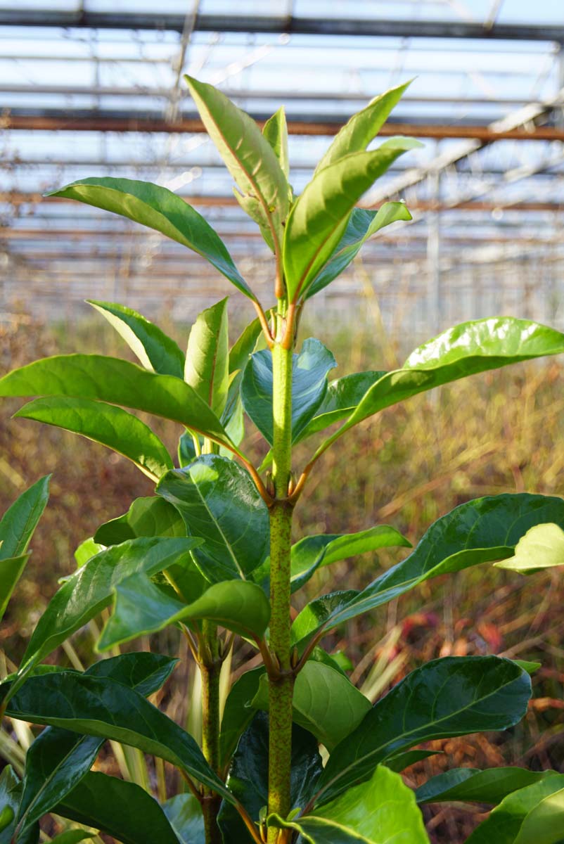 Viburnum odoratissimum awabuki meerstammig / struik