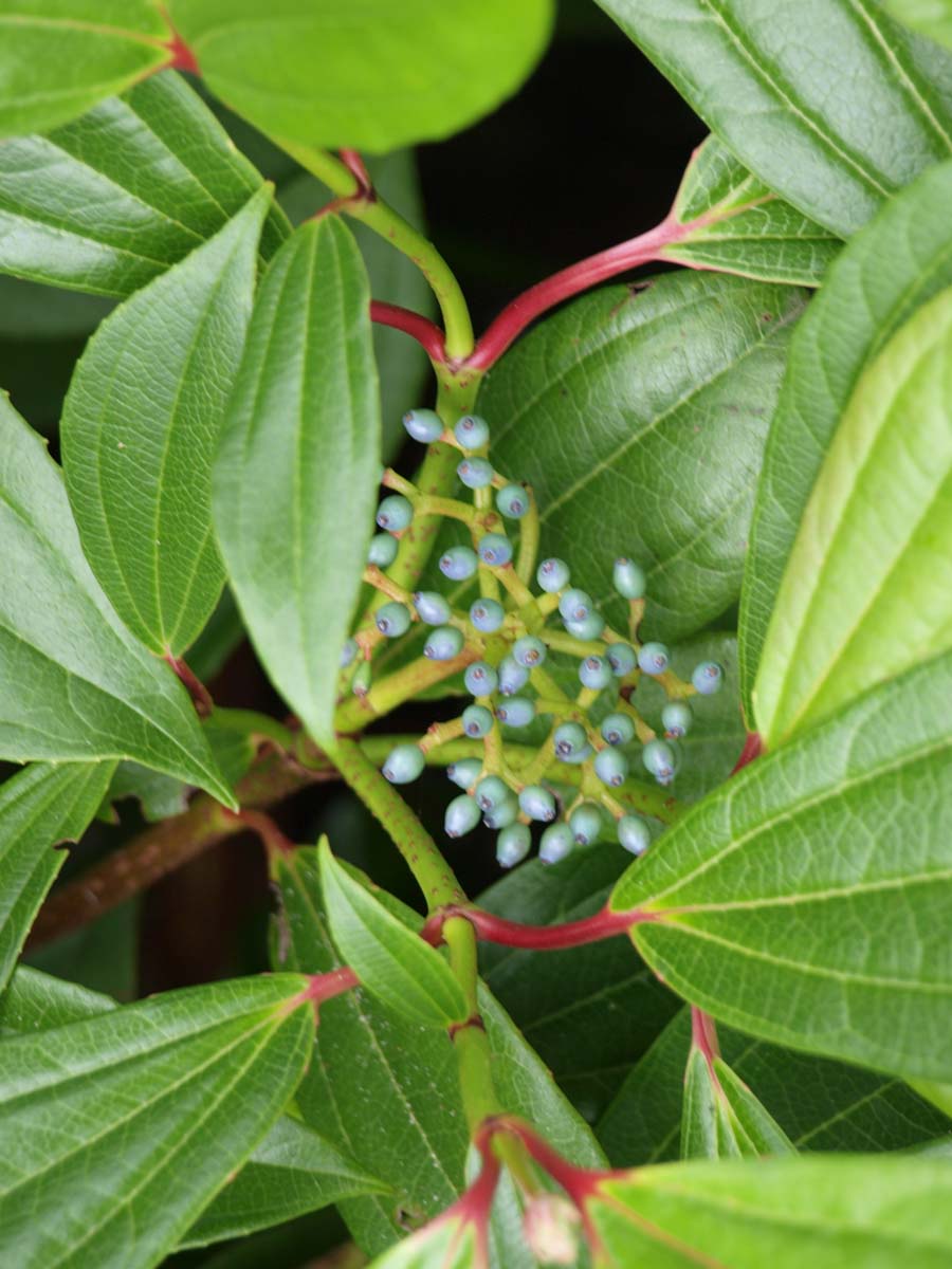 Viburnum davidii