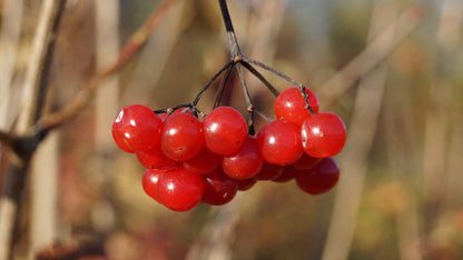 Viburnum opulus op stam bes