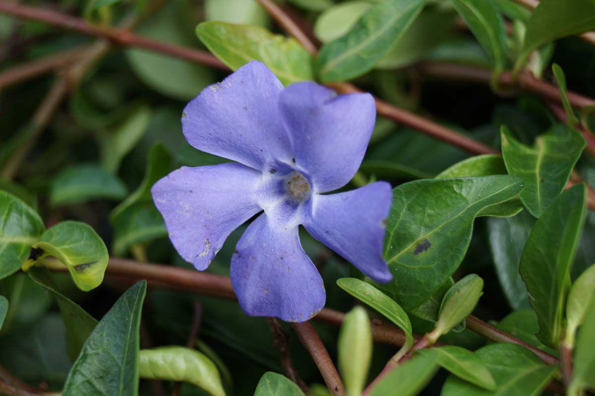 Vinca minor bloem