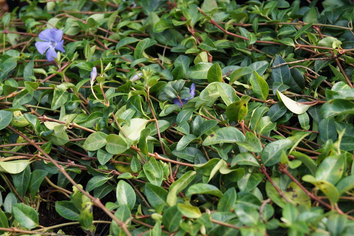 Vinca minor blad