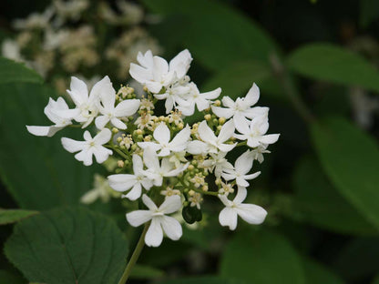 Viburnum plicatum 'Watanabe' solitair