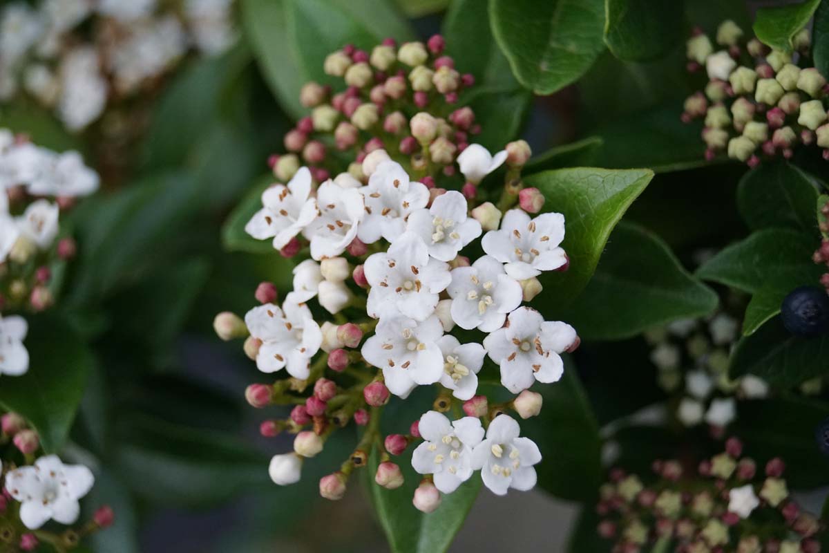 Viburnum tinus op stam