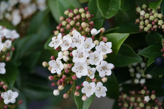 Viburnum tinus Tuinplanten