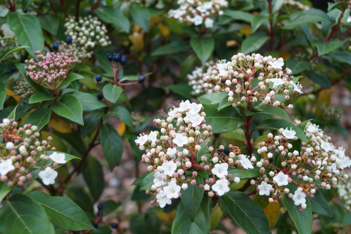 Viburnum tinus meerstammig / struik