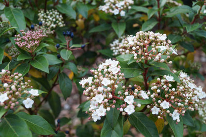 Viburnum tinus op stam