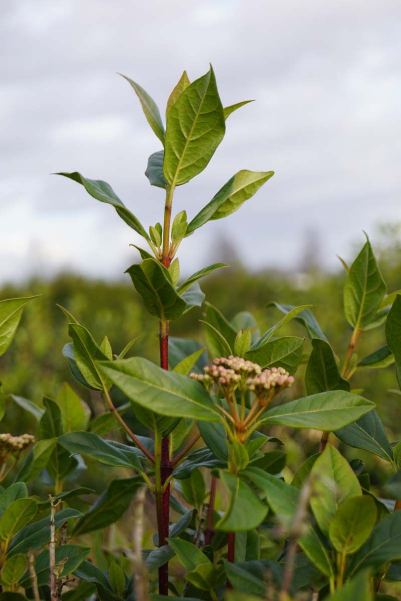 Viburnum tinus Tuinplanten