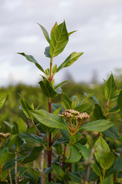 Viburnum tinus meerstammig / struik