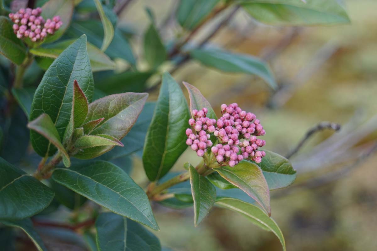 Viburnum tinus Tuinplanten