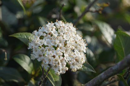 Viburnum tinus meerstammig / struik