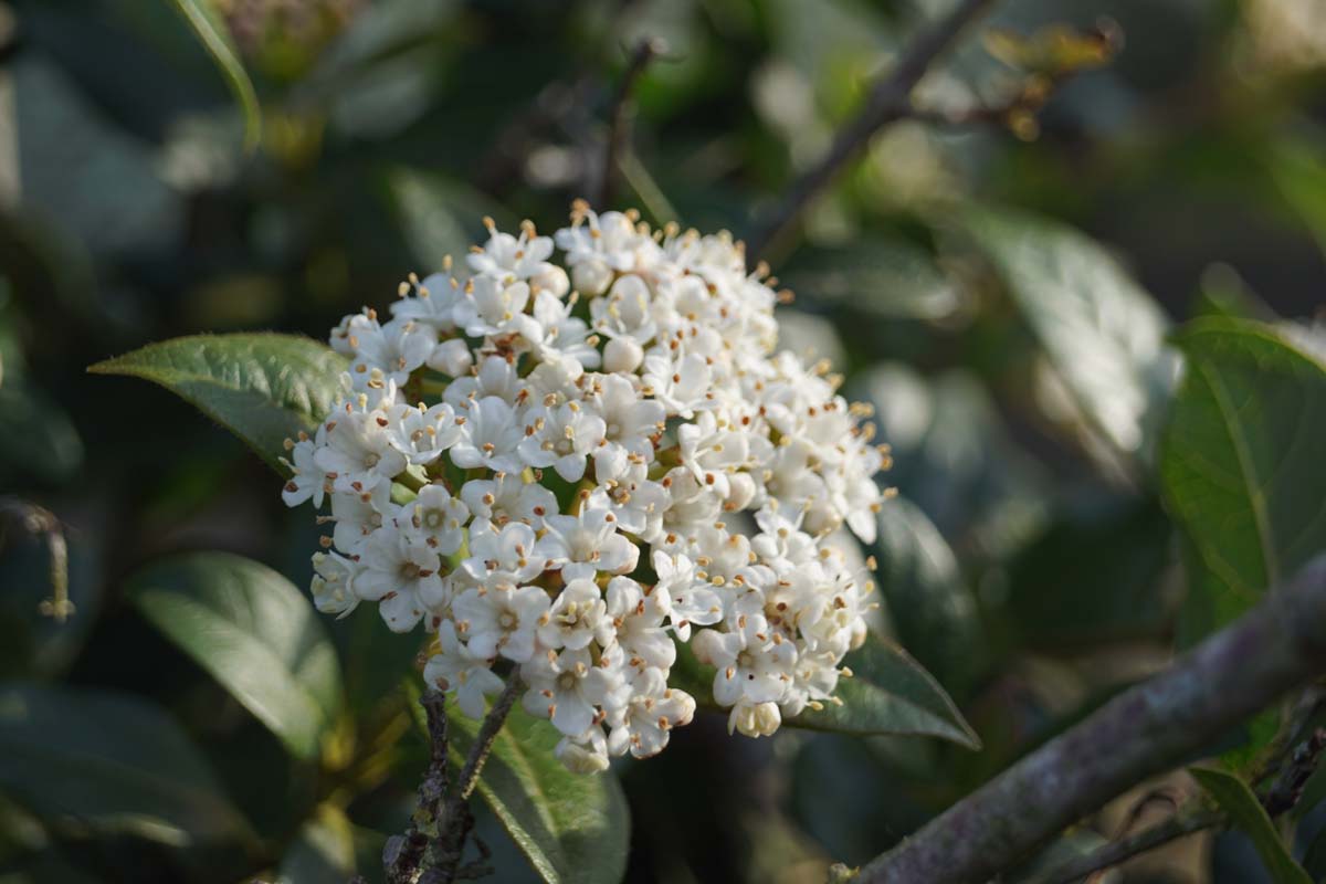 Viburnum tinus Tuinplanten