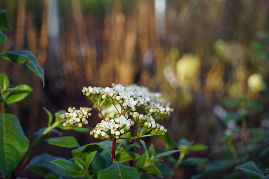 Viburnum tinus 'Eve Price' Tuinplanten