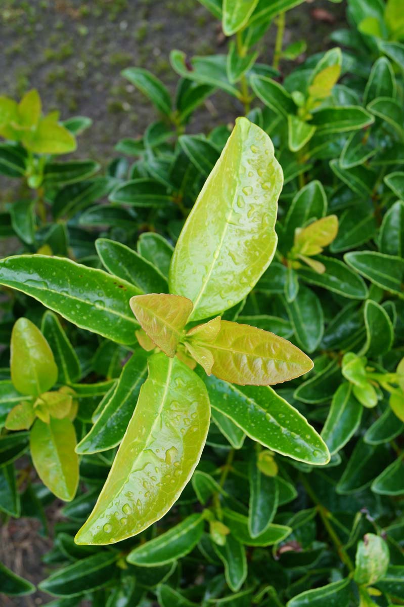 Viburnum tinus 'Lucidum' Tuinplanten