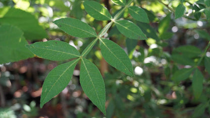 Zanthoxylum alatum planispinum op stam