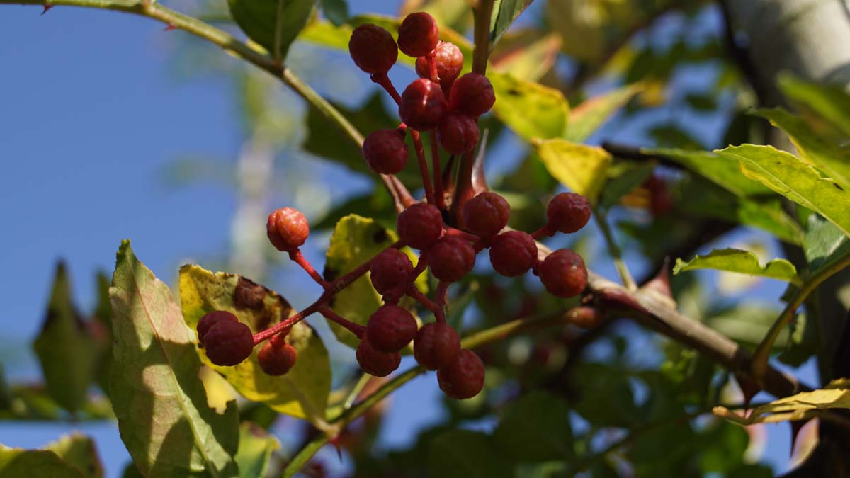 Zanthoxylum simulans op stam vrucht