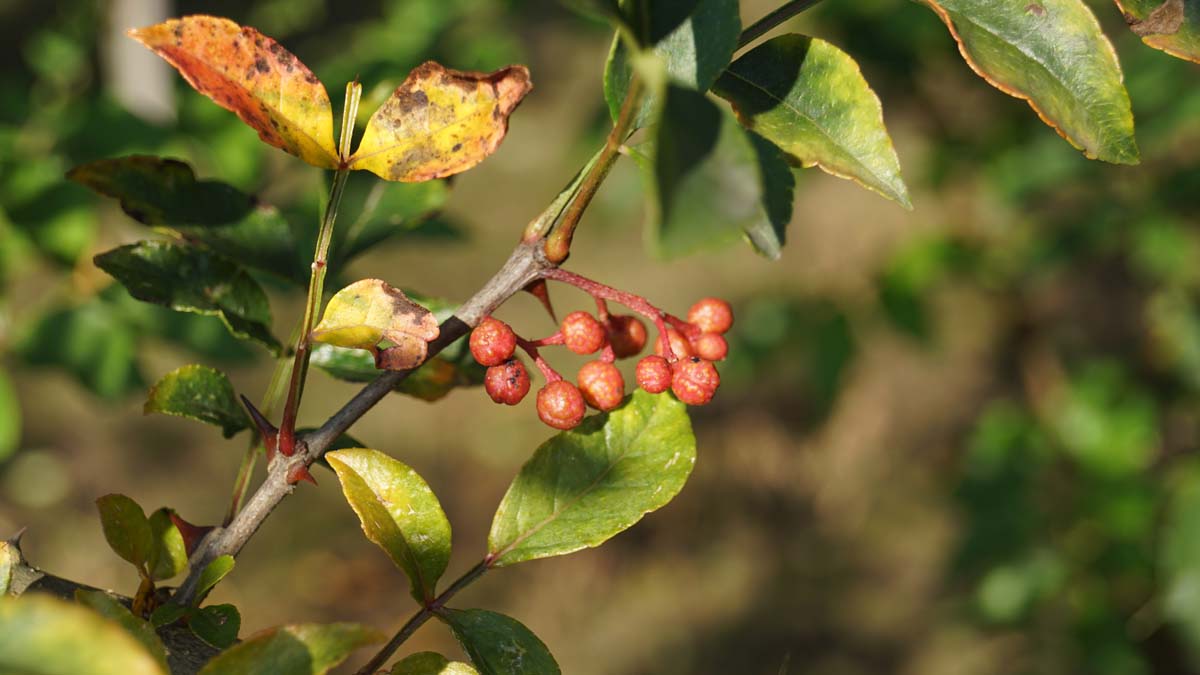 Zanthoxylum simulans op stam vrucht