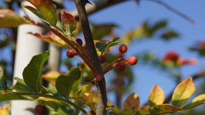 Zanthoxylum simulans op stam vrucht