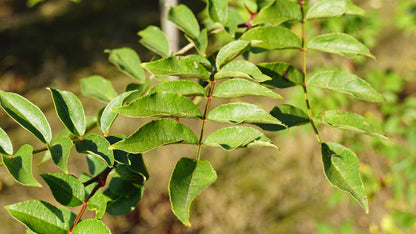 Zanthoxylum simulans Tuinplanten blad