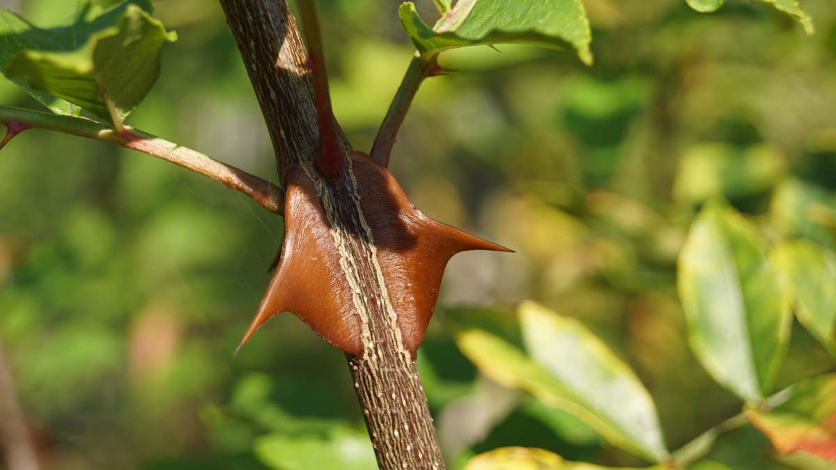 Zanthoxylum simulans Tuinplanten