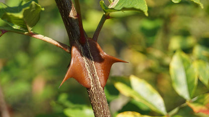 Zanthoxylum simulans op stam doorn