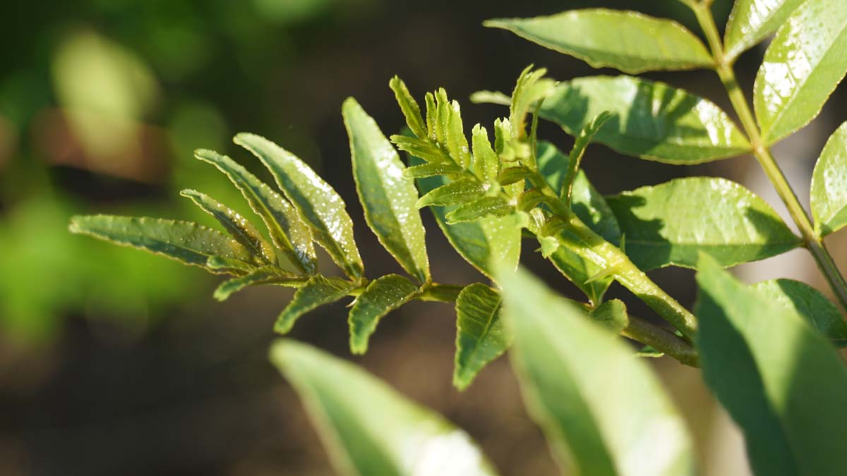 Zanthoxylum simulans op stam blad