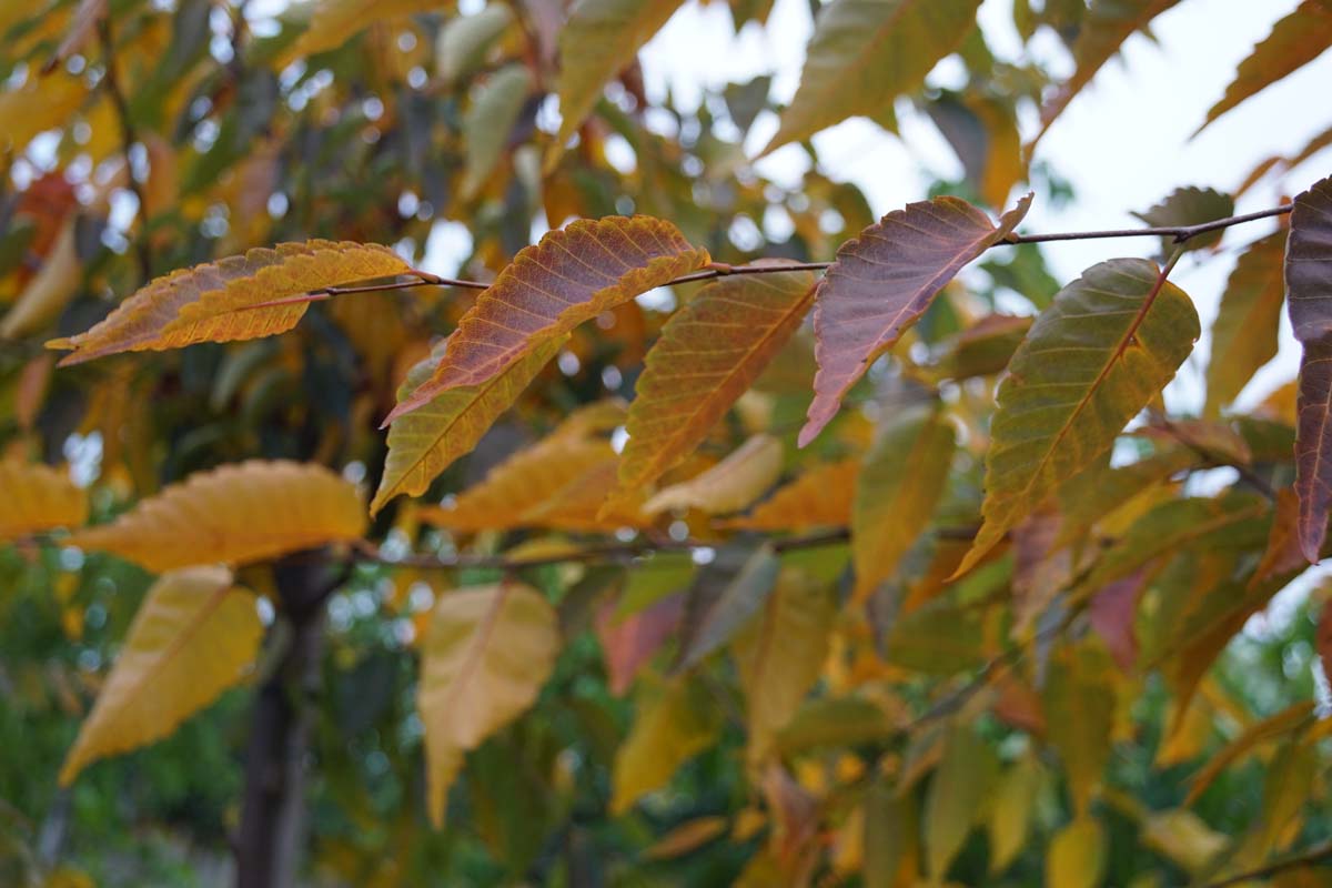 Zelkova serrata meerstammig / struik herfstkleur