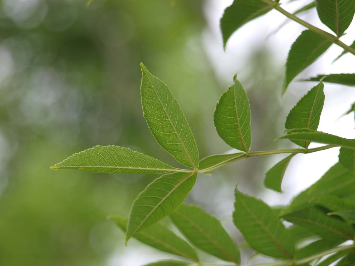 Zelkova serrata leiboom