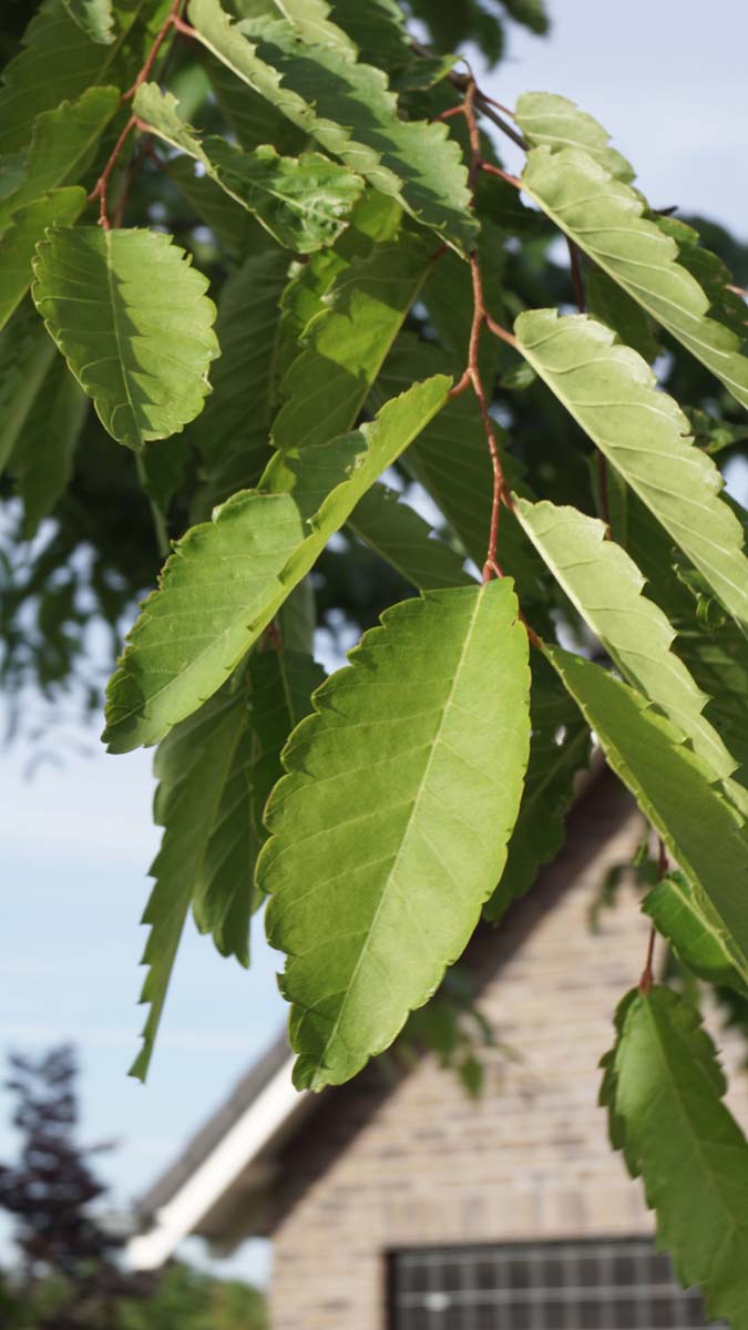 Zelkova serrata dakboom