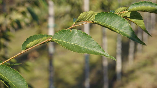 Zelkova serrata 'Flekova' leiboom