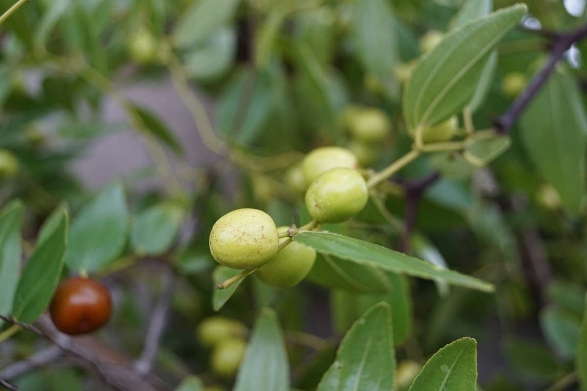 Ziziphus jujuba solitair