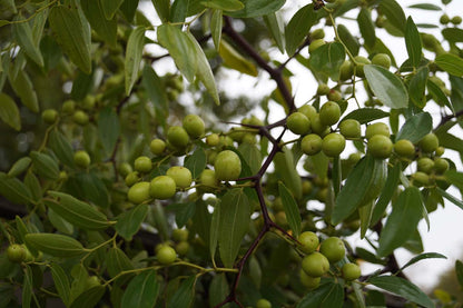 Ziziphus jujuba op stam