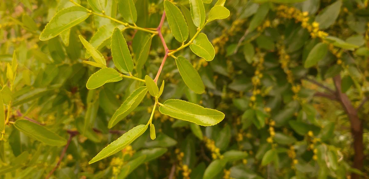 Ziziphus jujuba solitair