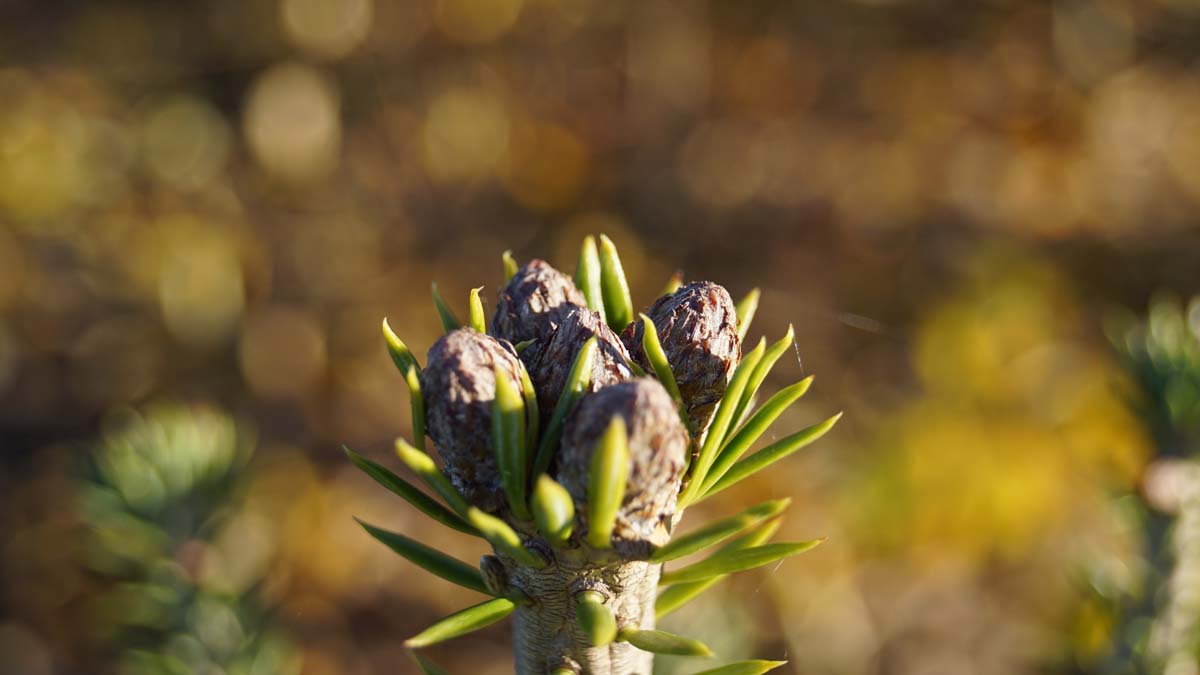 Abies alba 'Pyramidalis'