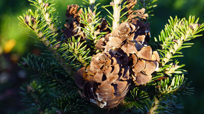 Abies alba 'Pyramidalis'