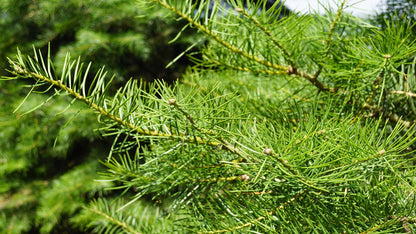 Abies concolor solitair