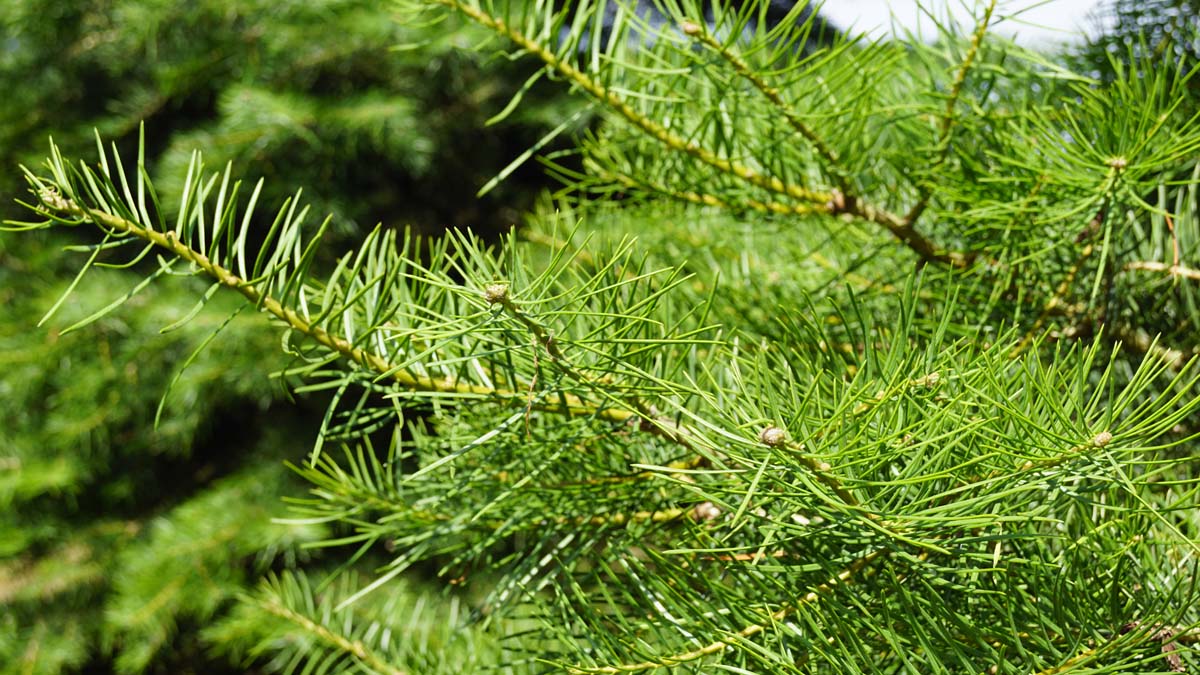 Abies concolor haagplant