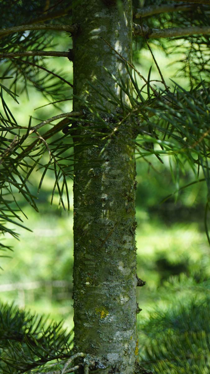 Abies concolor solitair