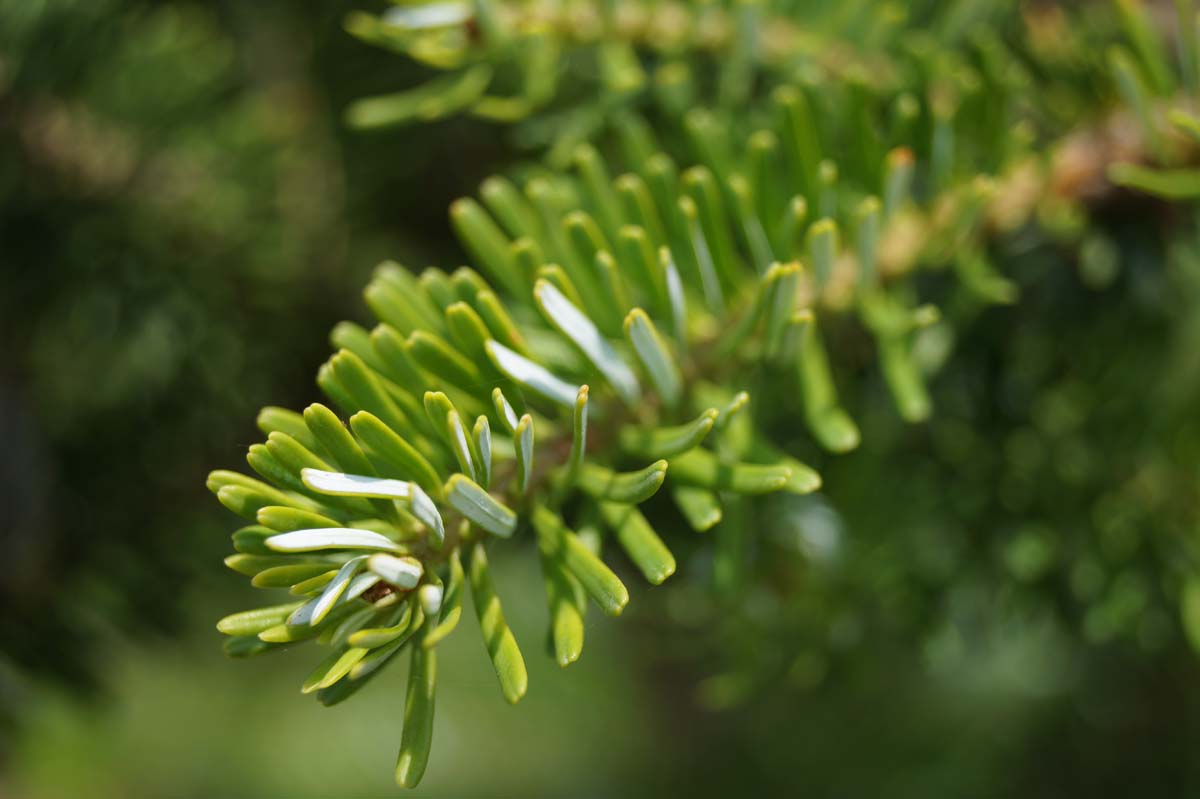 Abies koreana solitair