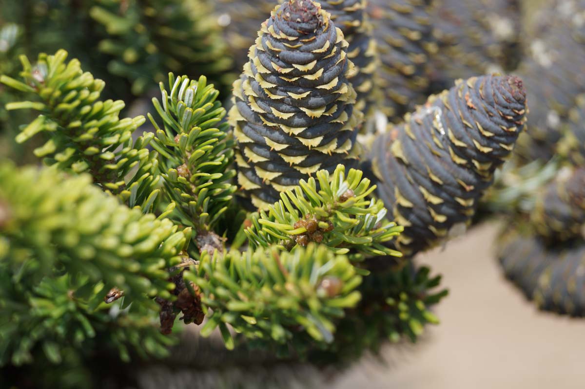 Abies koreana solitair