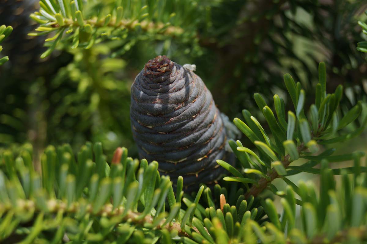 Abies koreana meerstammig / struik