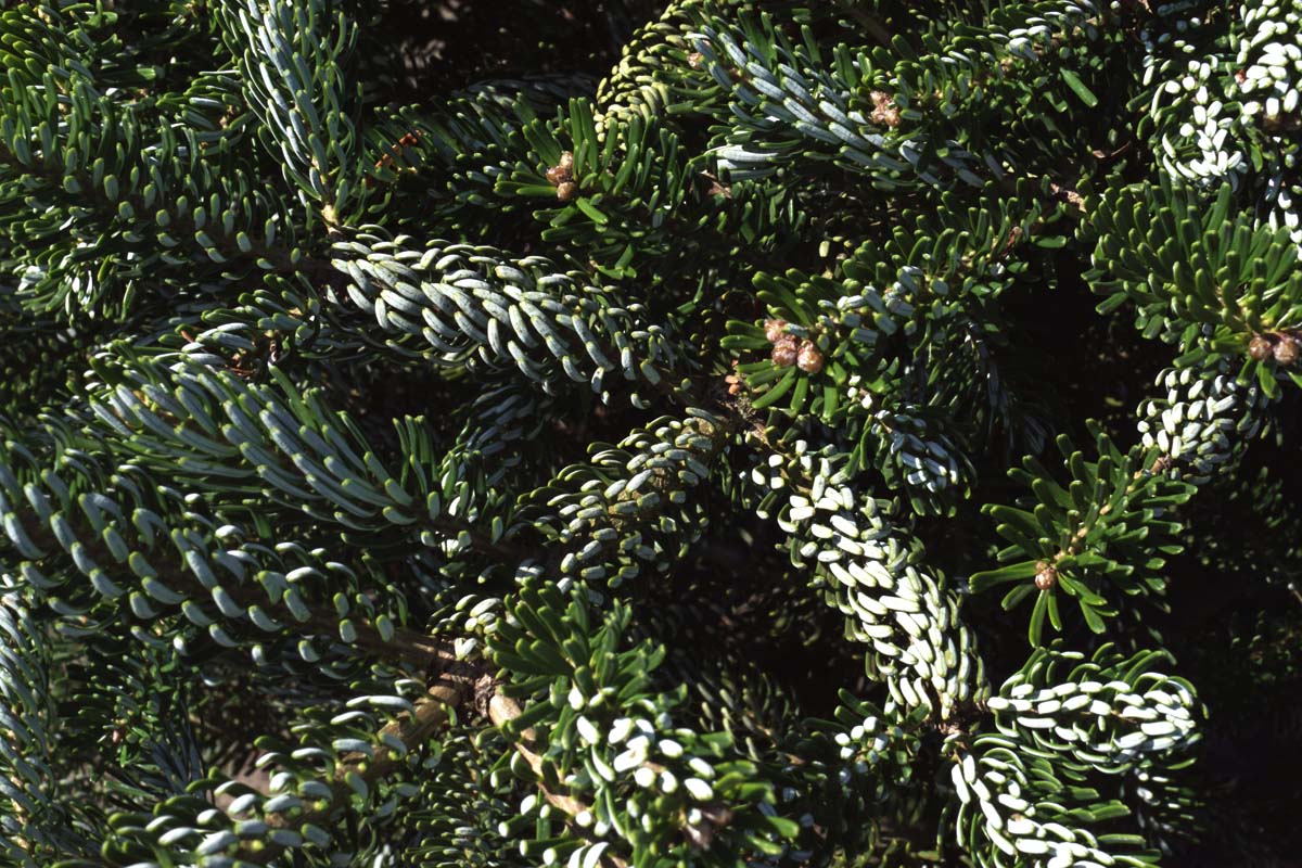 Abies koreana 'Silberlocke' Tuinplanten